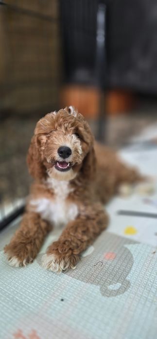 Cockapoo / już do odbioru