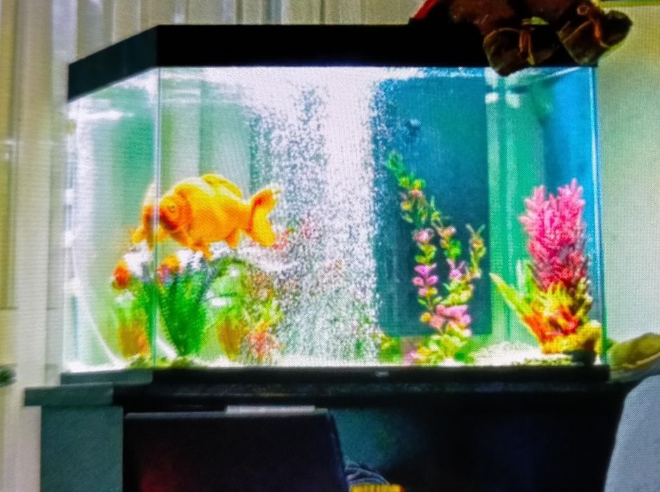 Aquário 150 L com termostato, luz e bomba de ar