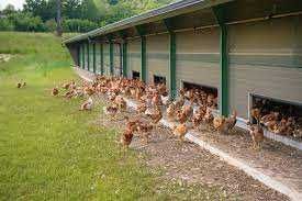 Kury nioski Rosa z wolnego wybiegu. Leghorn i Dominant. Dowóz Gratis.