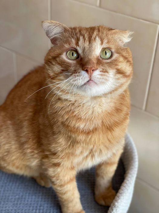 Кіт Муфаса шукає родину,  в добрі руки