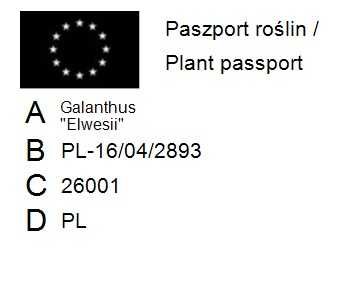 Przebiśnieg Elwesii