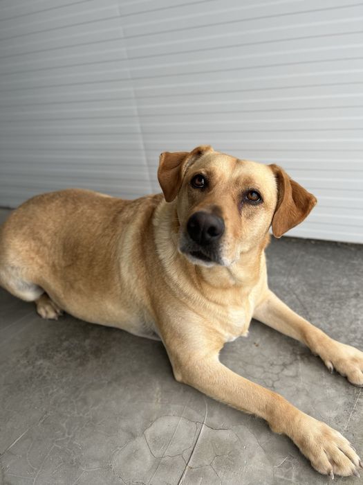 Pipoca- xLabradora para Adoção!