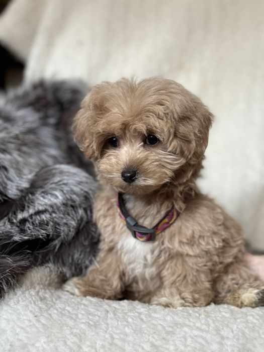 Мальтипу полтава мальчик мини тикап ред браун лабрадудль