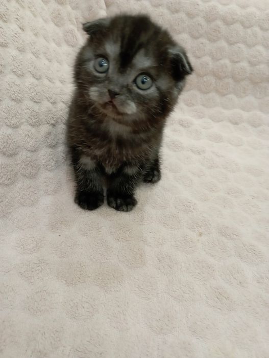 Кукольная девочка скотитиш фолд редкого окраса чёрный дым!