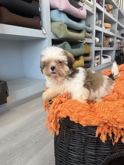 Shih tzu menino top