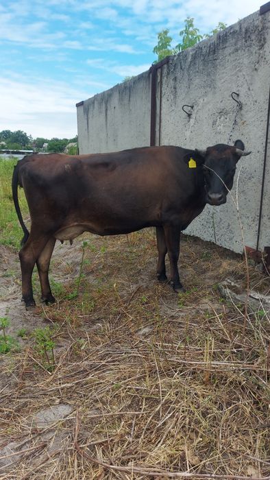 Продам Джерсейську молоду корову.