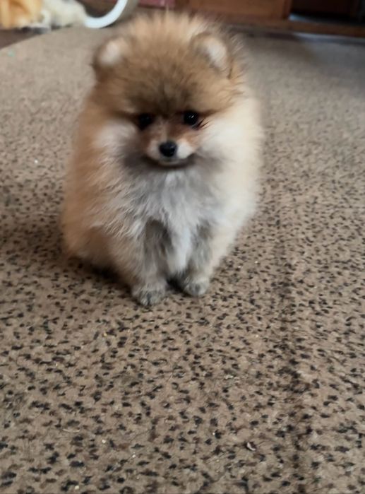 Крихітна Дівчинка померанського шпіца