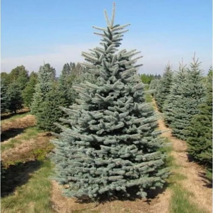 Świerk srebrny zielony choinka choinki