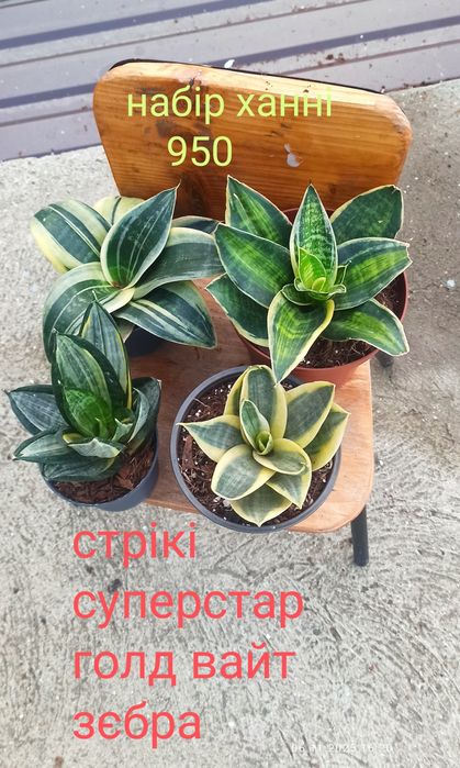 Сансевієрії ханні і інші