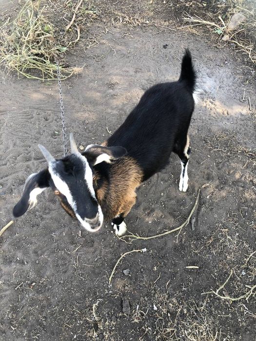 Нубийские козы молодые