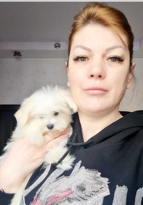 Мальтійська балонка!!! Маленька красуня