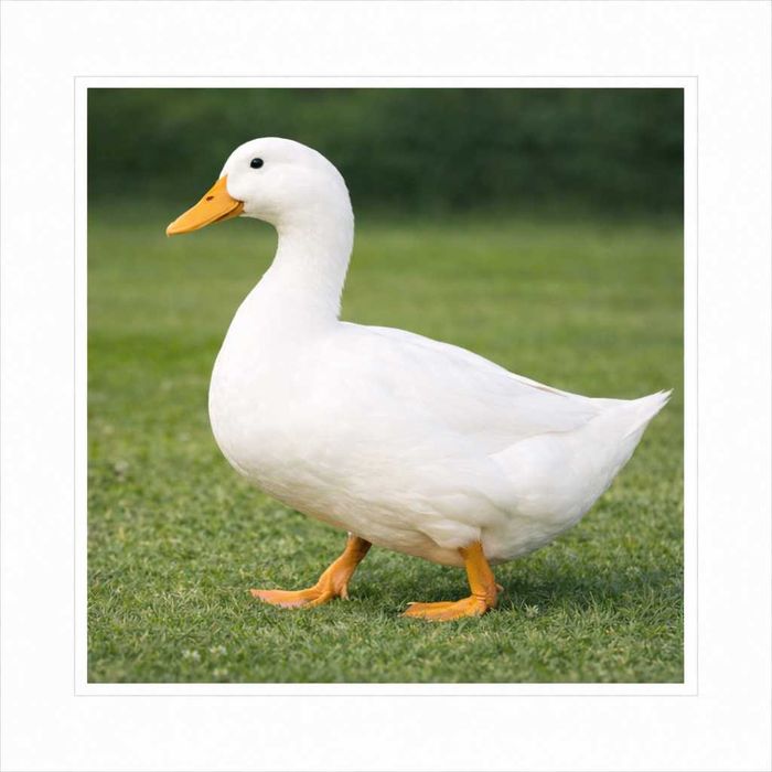 Kaczka Kaczki Mulardy 2-6 tyg