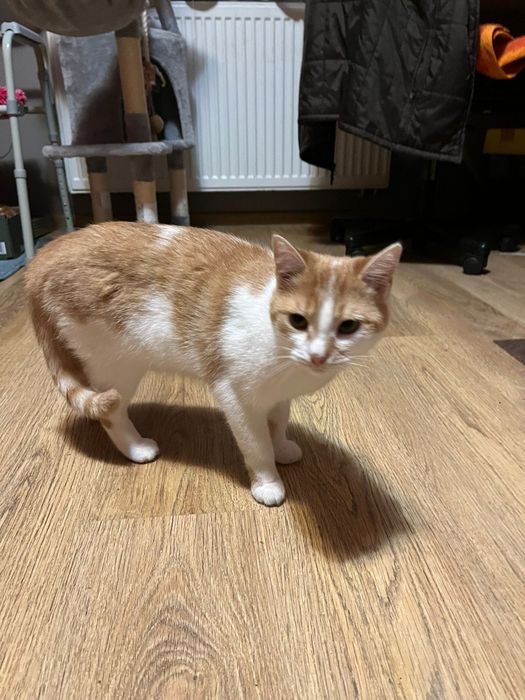 Roczna kotka szuka domu niewychodzącego