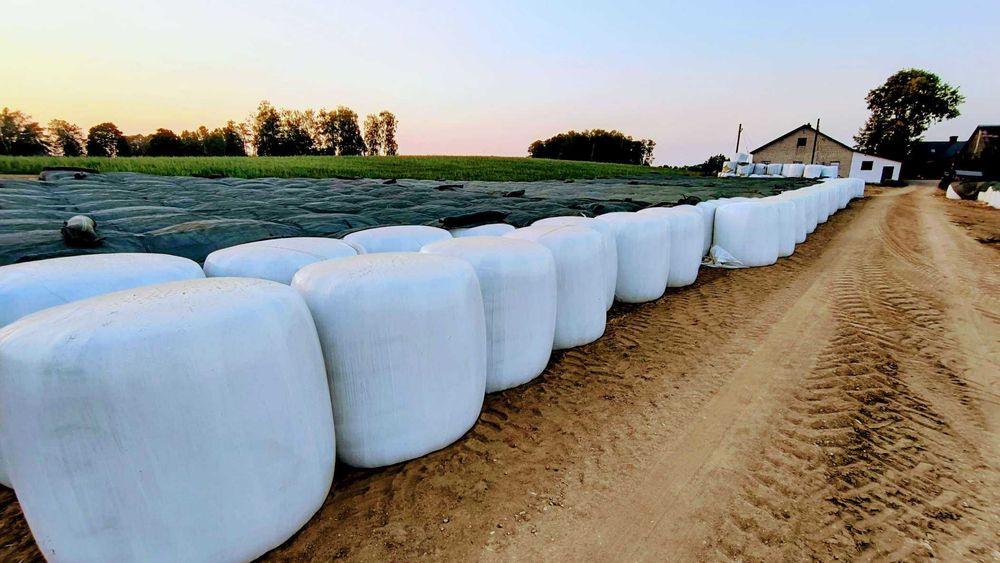 Bele 2025 trawa z lucerną