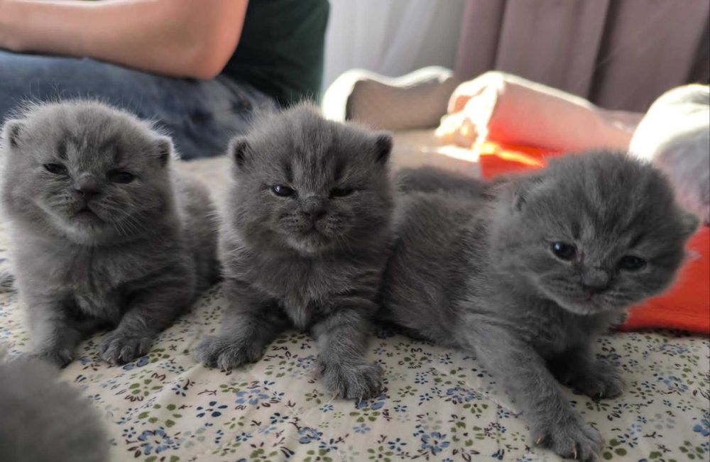 KOCUREK brytyjski krótkowłosy ElGato M&A