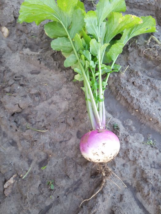 1 kg RZEPA Nasiona Poplon Pasza Kiełki