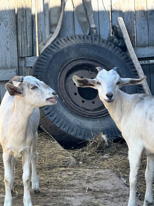 Козлята англонубійська порода ЗАЛИШИЛАСЬ 1 кізка!!!