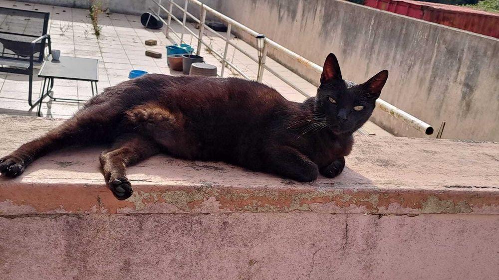 Gatos Adultos para Adopção