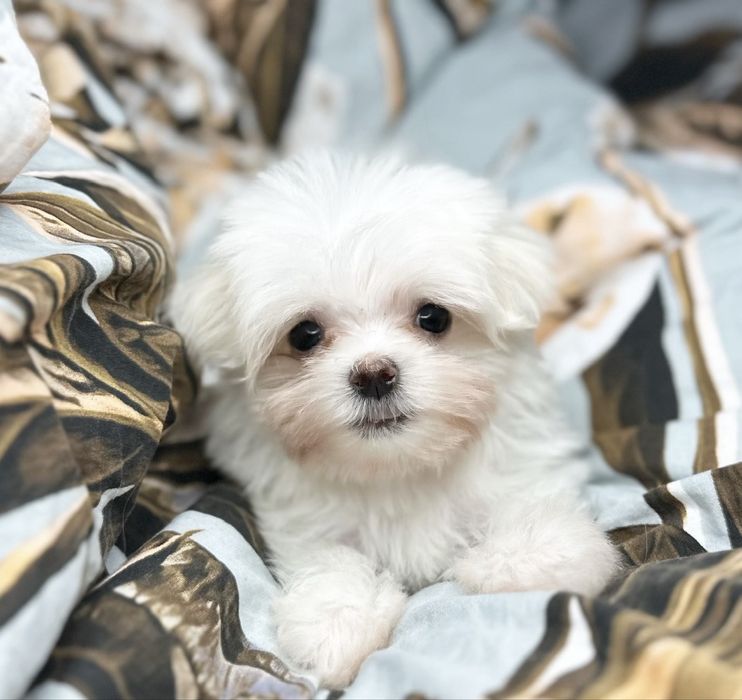 Maltańczyk suczka szczenięta z rodowodem