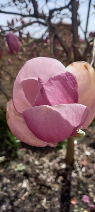 Магнолия Суланжа