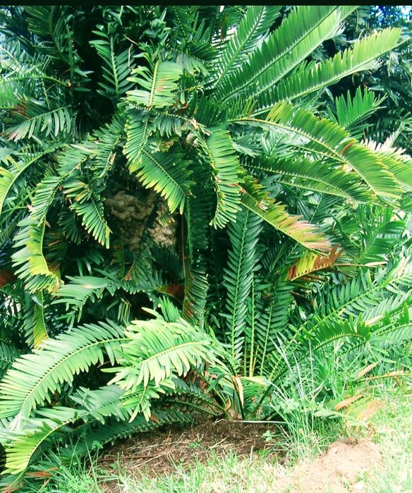 Cica ou Encefalarto de Lebombo, Encephalartos lebomboensis