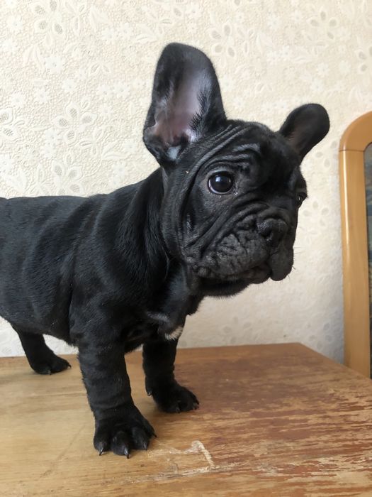 Французький бульдог