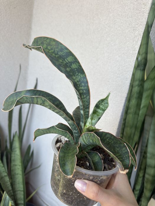 Sansevieria Phupamon Delight
