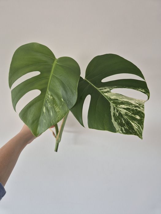 Monstera variegata