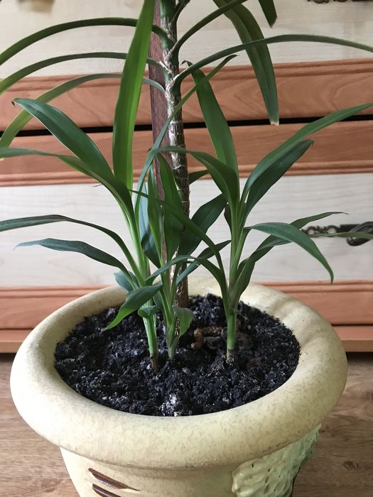 Драцена, невибаглива