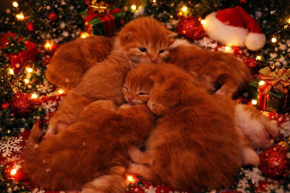 Piękne kocięta MCO