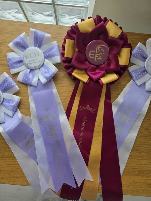 Ragdoll Śląsk FPL/FIFE