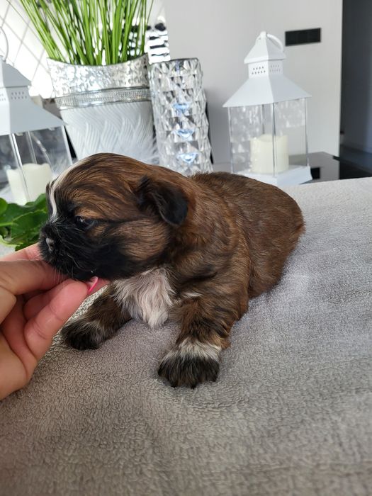 Chłopczyk shih tzu legalna Hodowla rodowód chip wyprawka