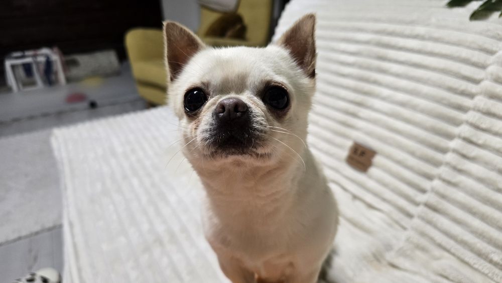 Chihuahua, chłopczyk