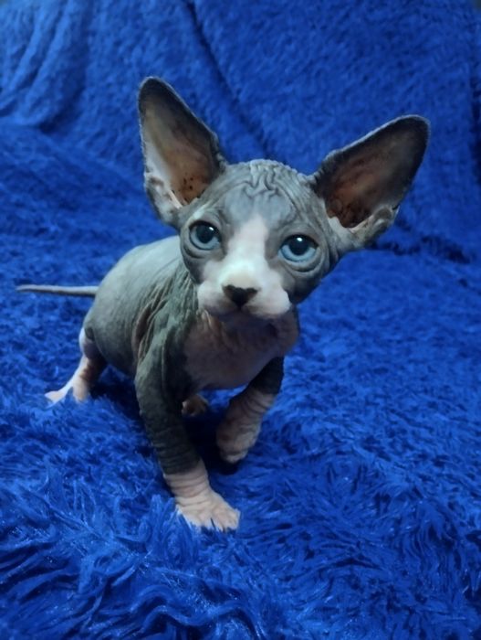 Эльф-страйт.Мальчик канадского сфинкса