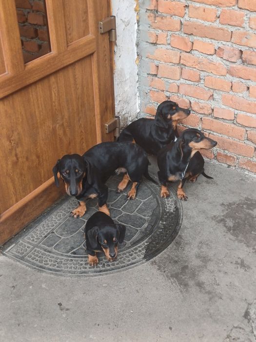 Таксочки чорні два місяці