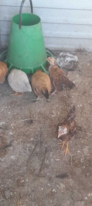 Aves de capoeira
