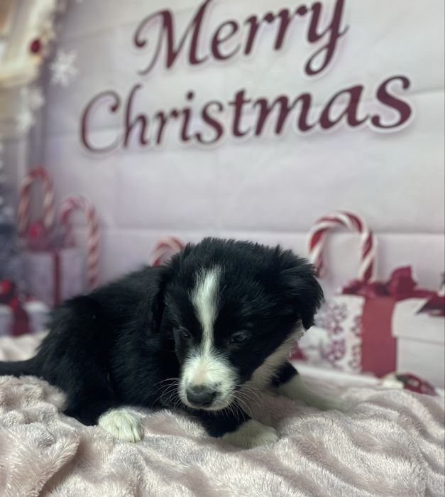 Szczeniak Border Collie