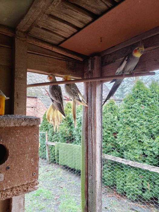 Papugi Nimfy sprzedam