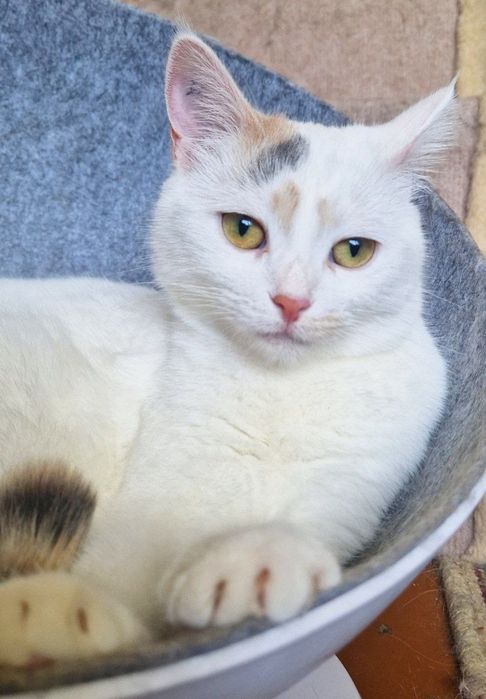 Котенок Веснушка 8 мес  ищет дом!