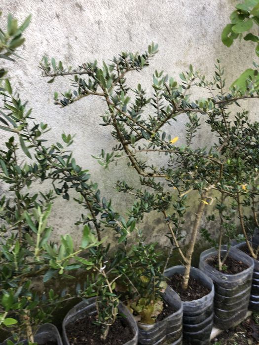 Oliveira para jardim