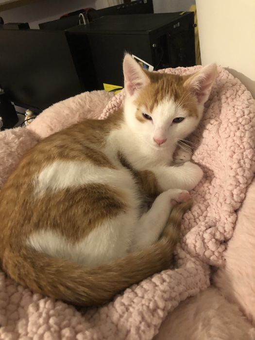 Kotek Staś pilnie szuka domu