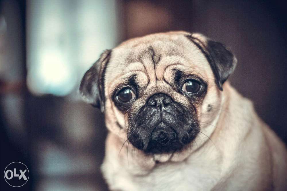 вязка мопса 2 кабеля на выбор