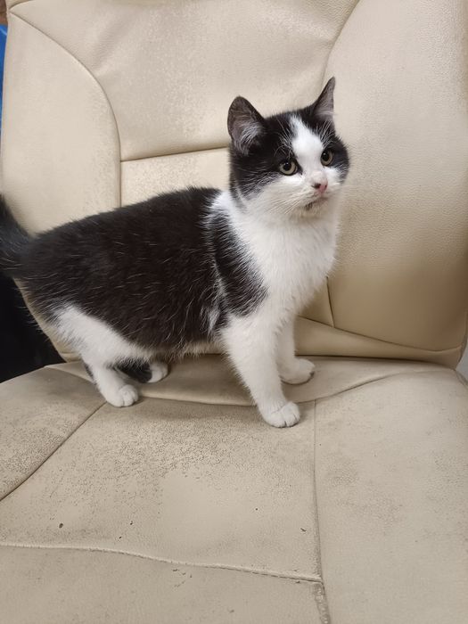 Oddam kotkę do dobrego domu