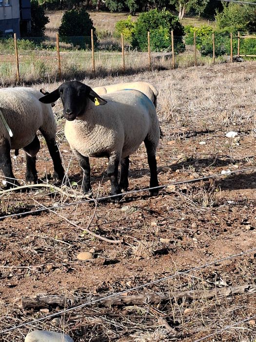 Ovelha suffolk (malata)