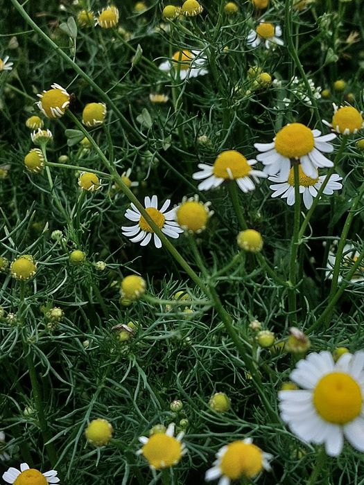 Лікарська ромашка лекарственная аптечная ромашка баня сауна