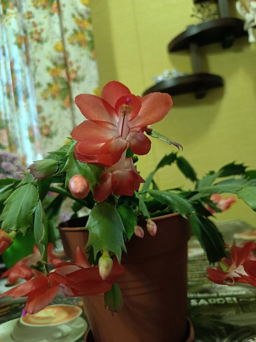 Кімнатні рослини