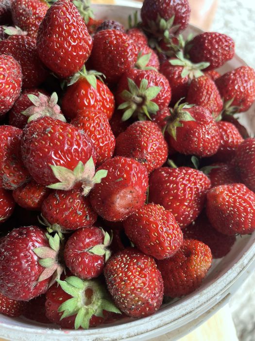 Продам клубнику,черешню,вишню,шовковицю домашню