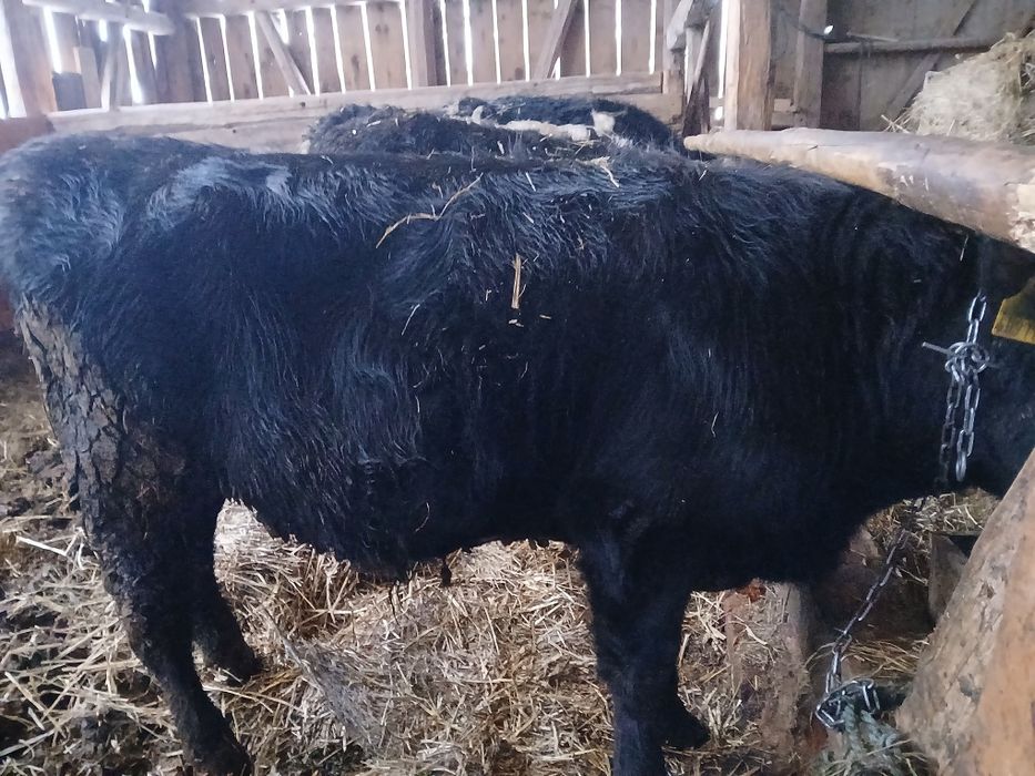 Sprzedam trzy byczki lm