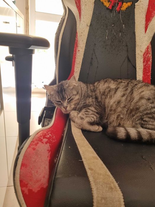Gatinha para adopção responsável