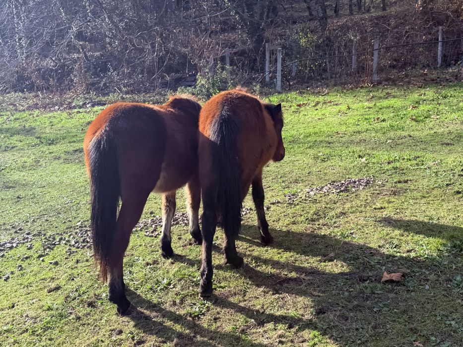 Cavalos garranos letra U